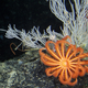 Illustration for article titled Abyss Box gives us our first ever chance to see deep sea organisms up close